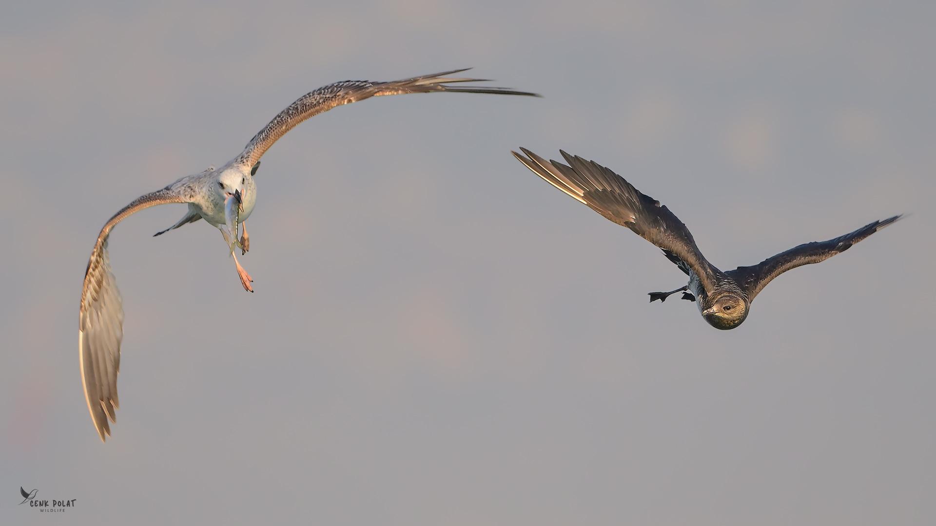 Parasitic Jaeger